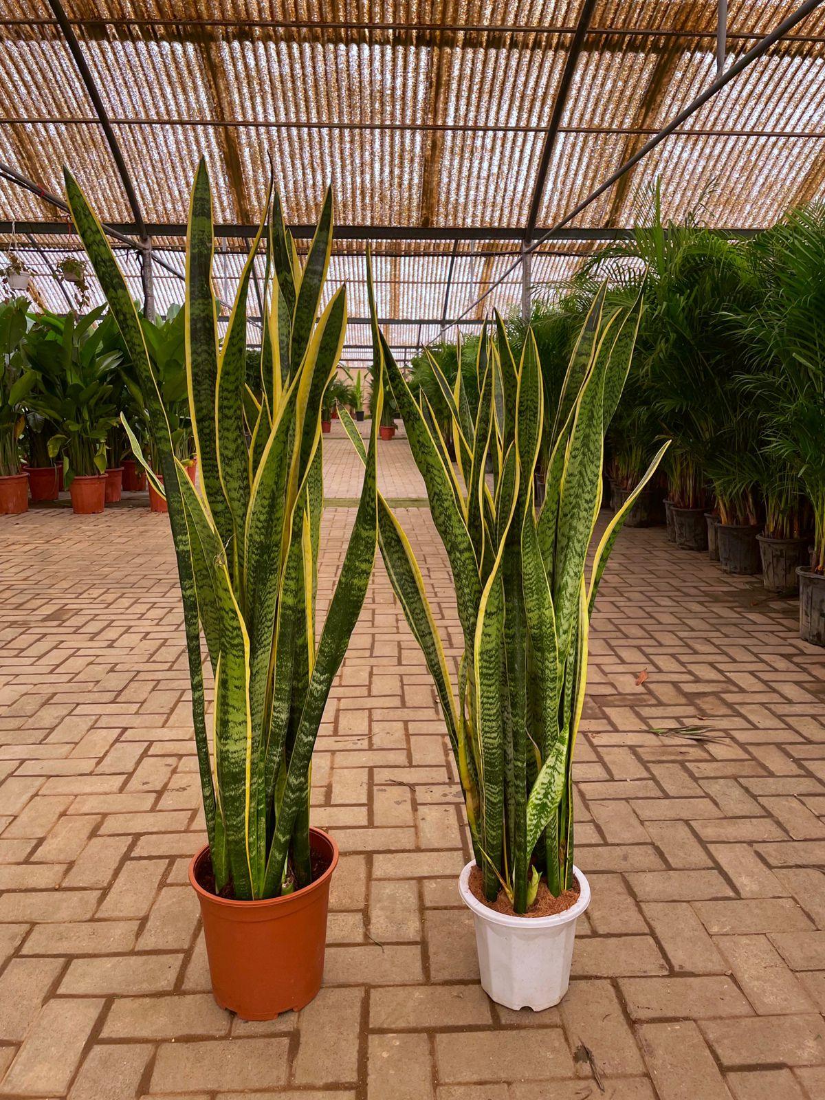 Giant Snake Plant - Each