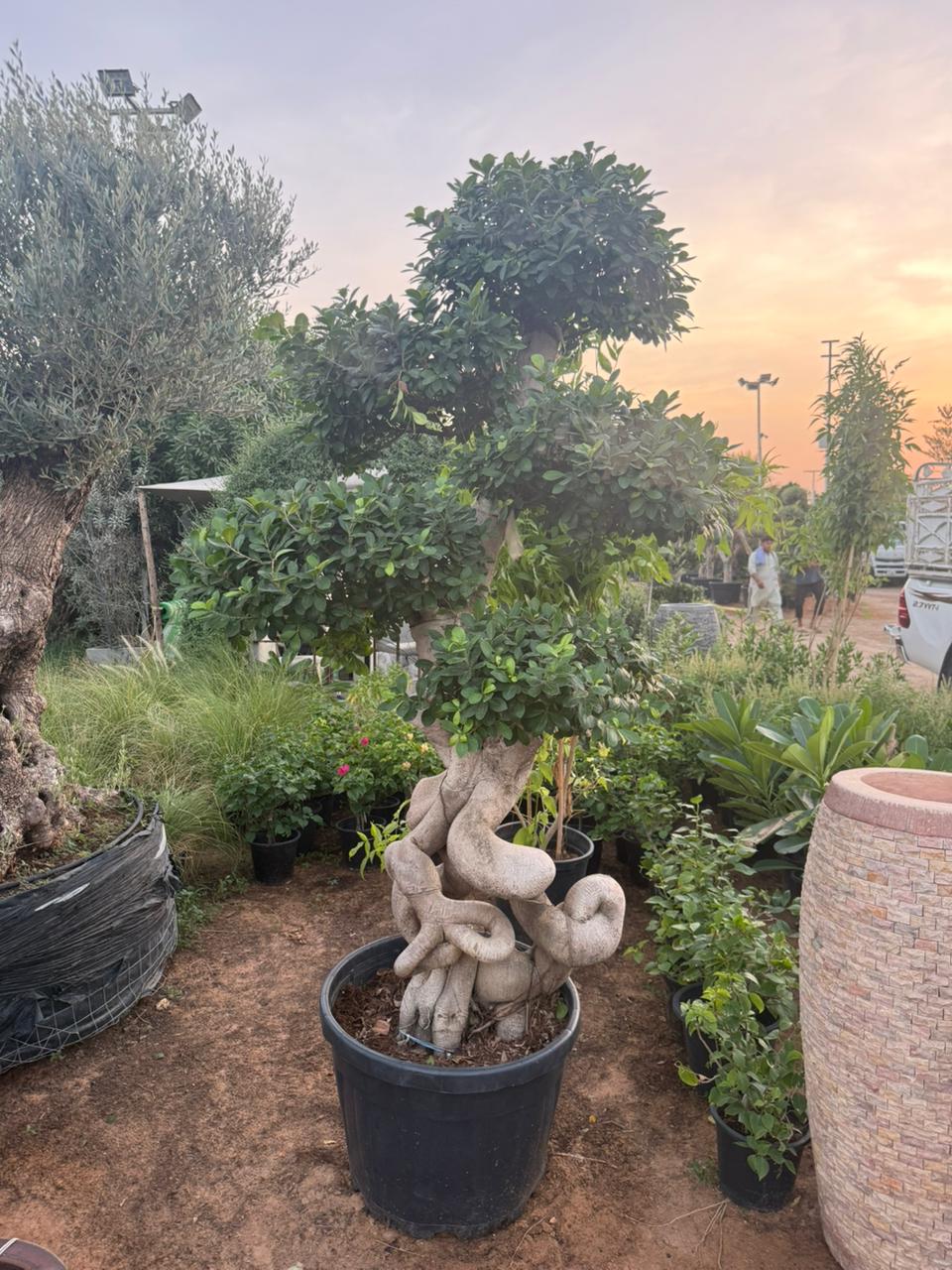 Giant Bonsai - Designed Thick Trunk