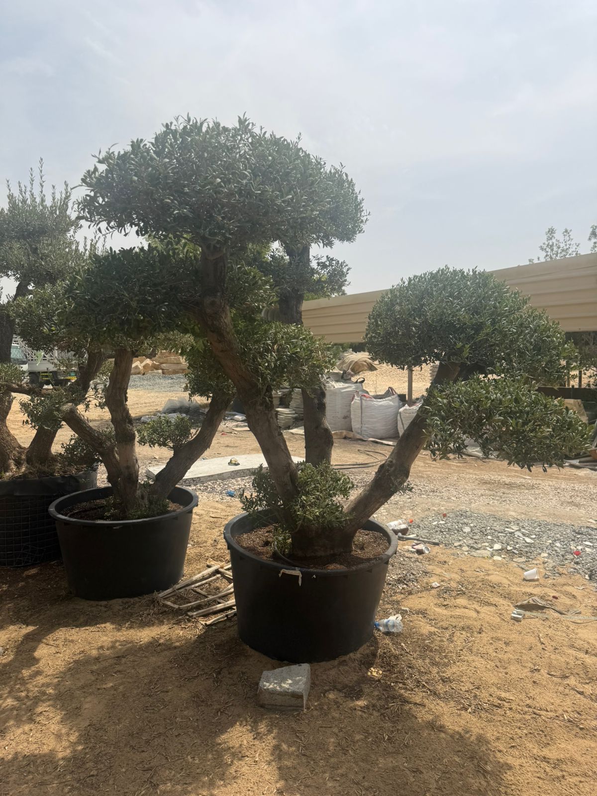 Giant Olive Tree - Multi Head 2.1-2.2M