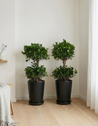 2 Head Ficus Bundle - Large Pots