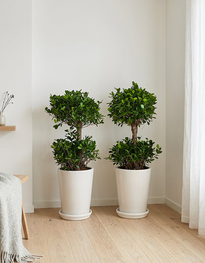 2 Head Ficus Bundle - Large Pots