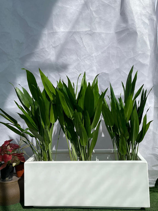 Aspiradas - Fiber Planter Arrangement