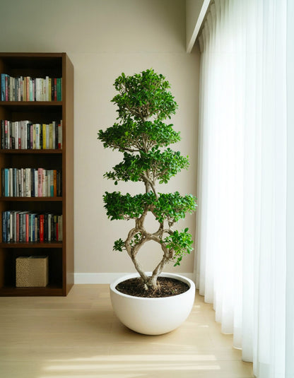 Bonsai - 8 Shape Shallow Pot