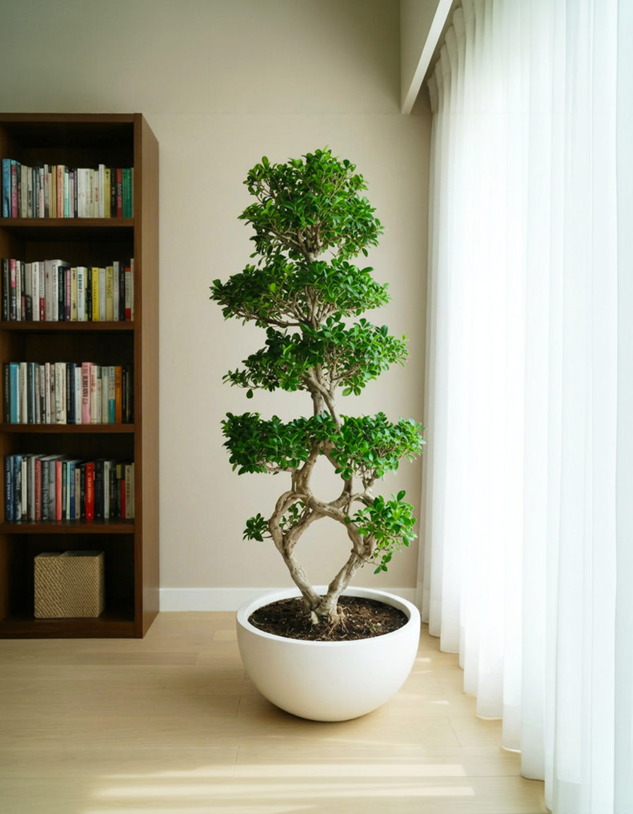 Bonsai - 8 Shape Shallow Pot