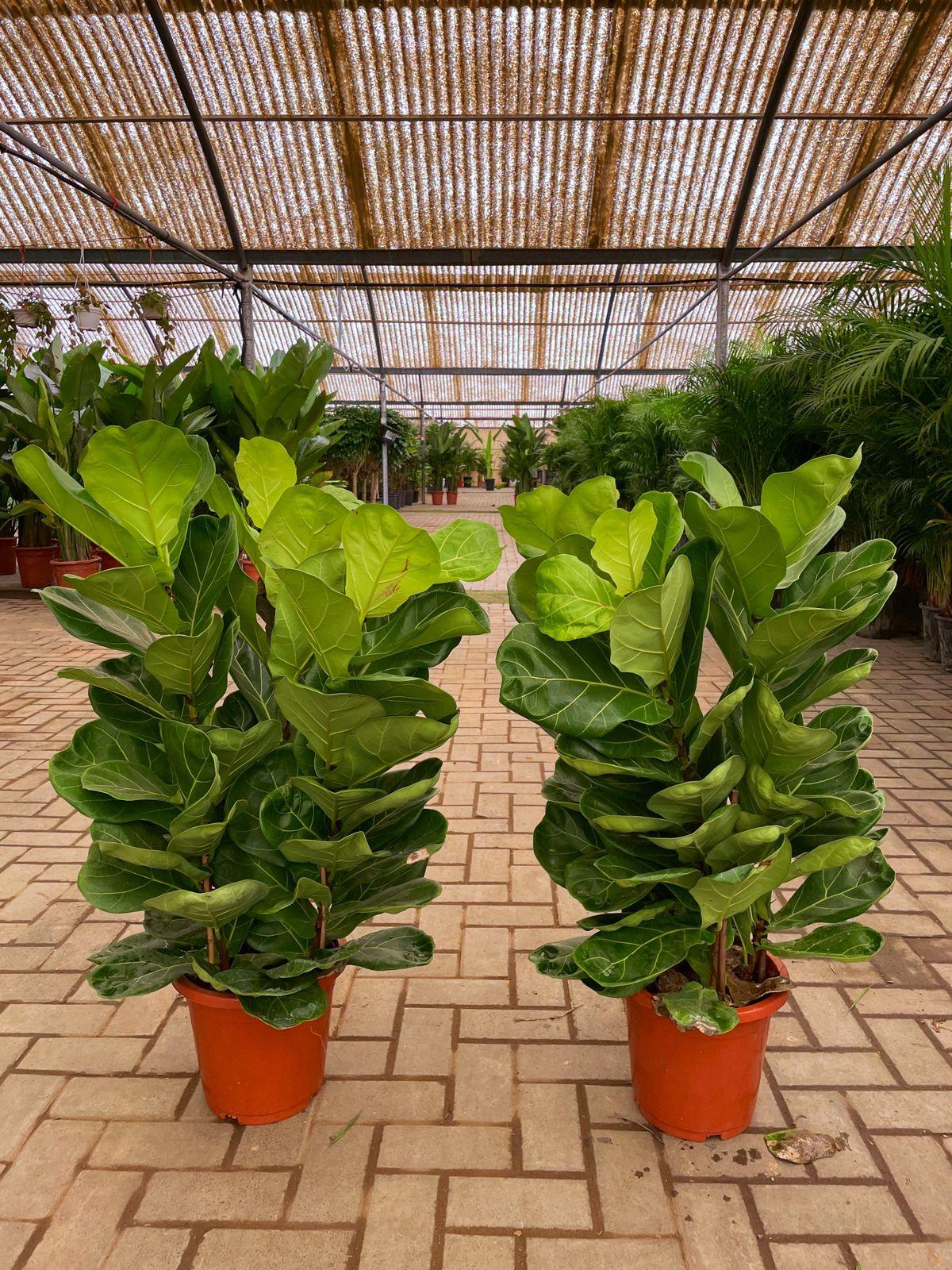 Fiddle leaf fig - Promotion