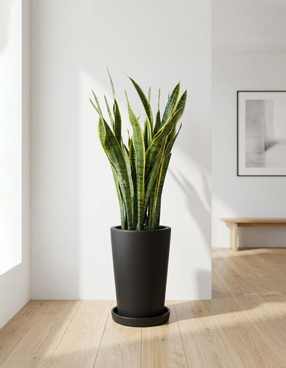 Snake Plant - Tall Medium Pot