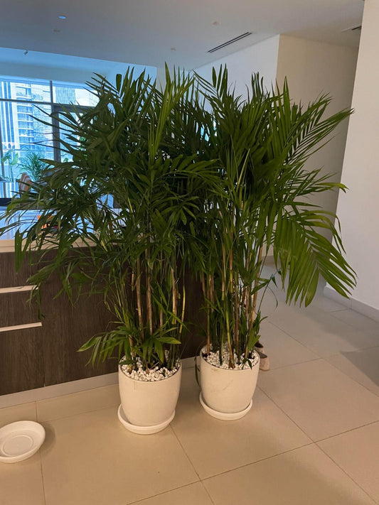 Bamboo Palm Bundle