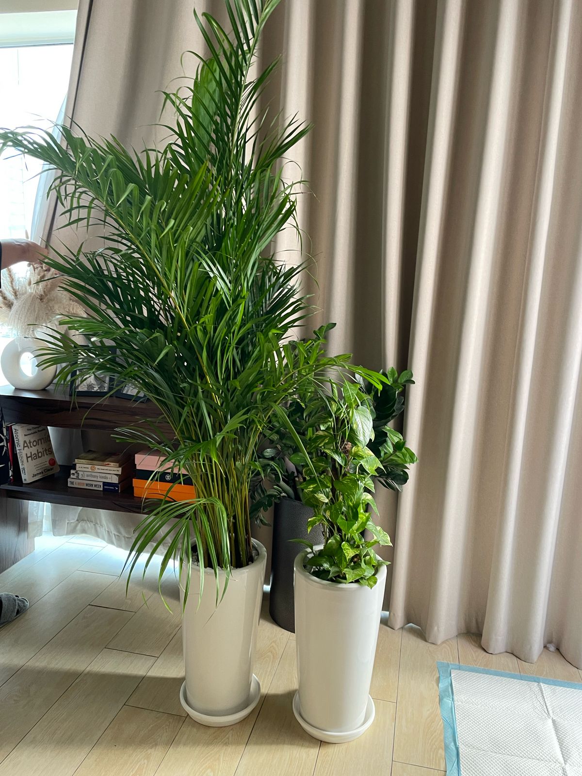 Areca & Money Bundle