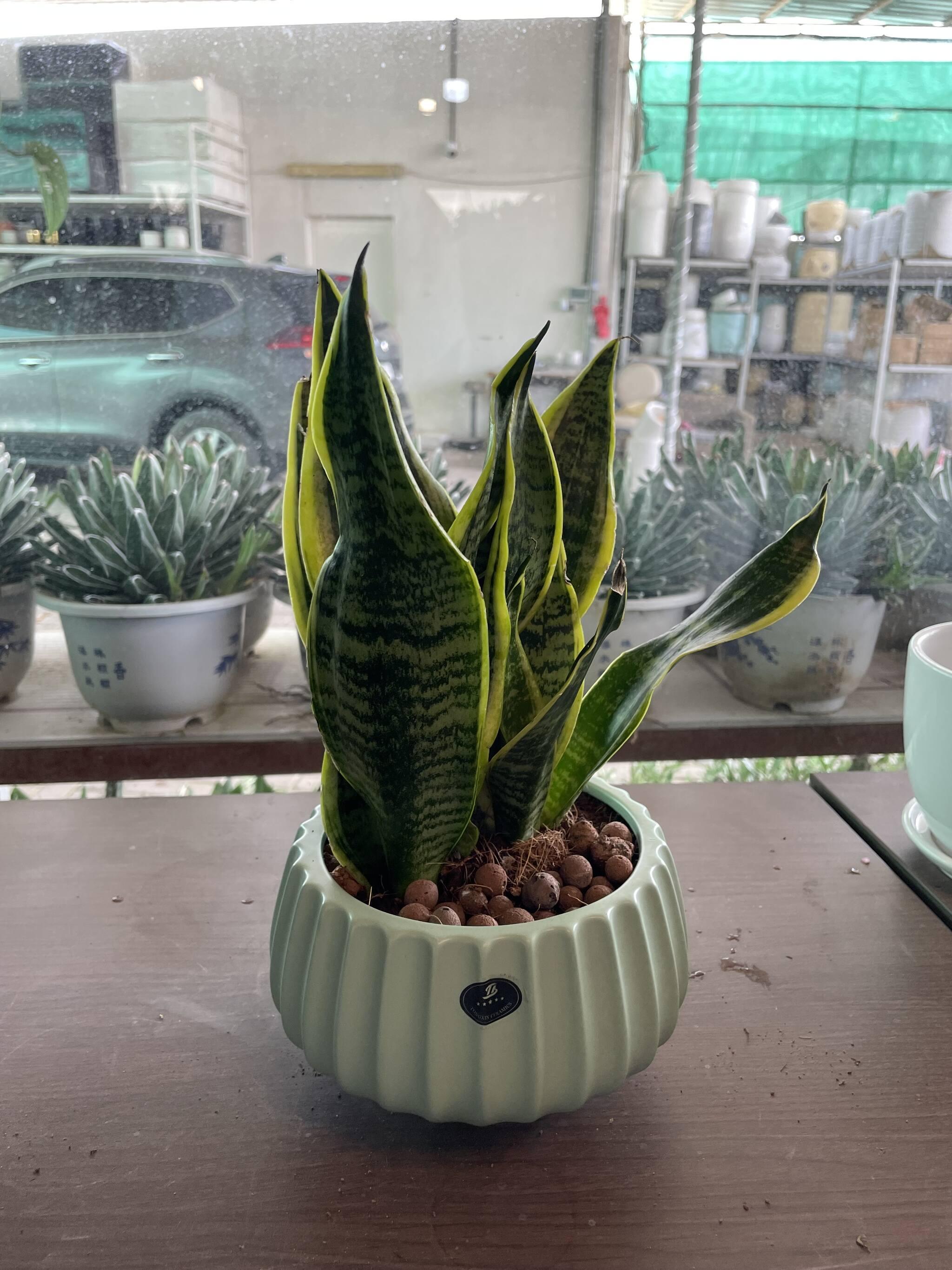 Snake Plant table top