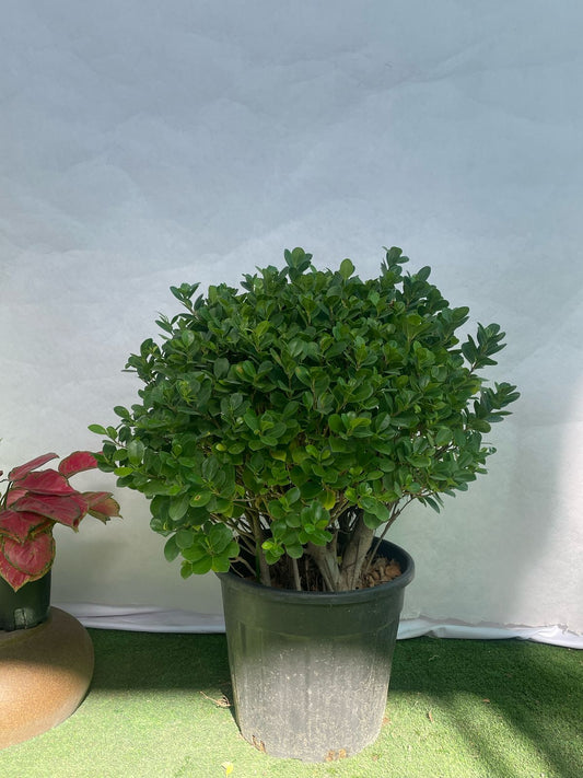 Ball Ficus