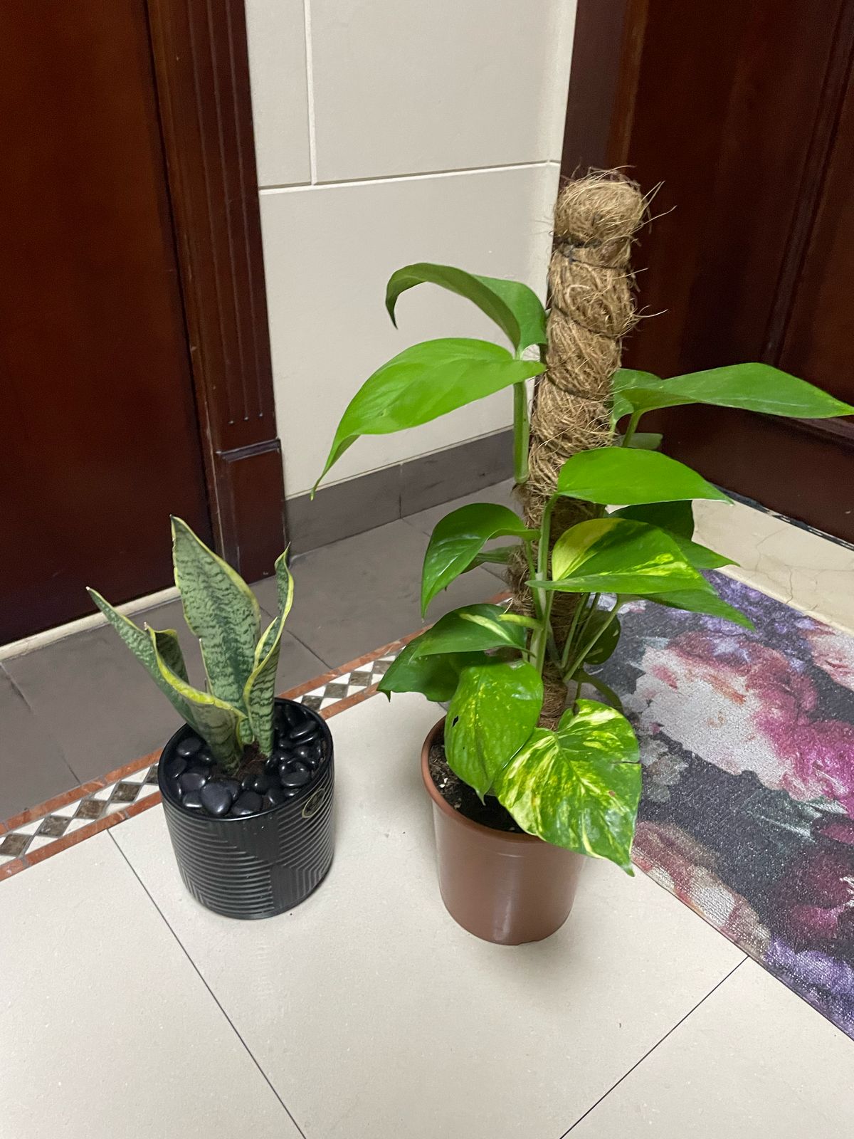 Money & Snake Plant