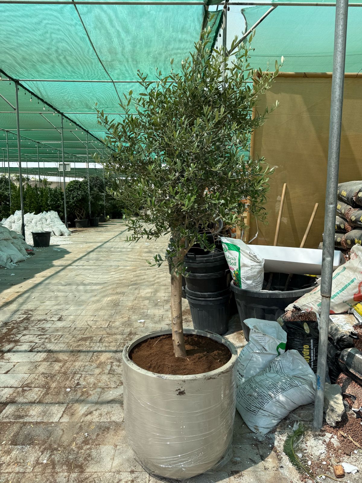 Olive Tree - Fiber Pot