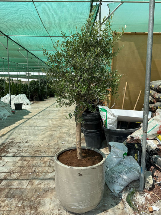 Olive Tree - Fiber Pot