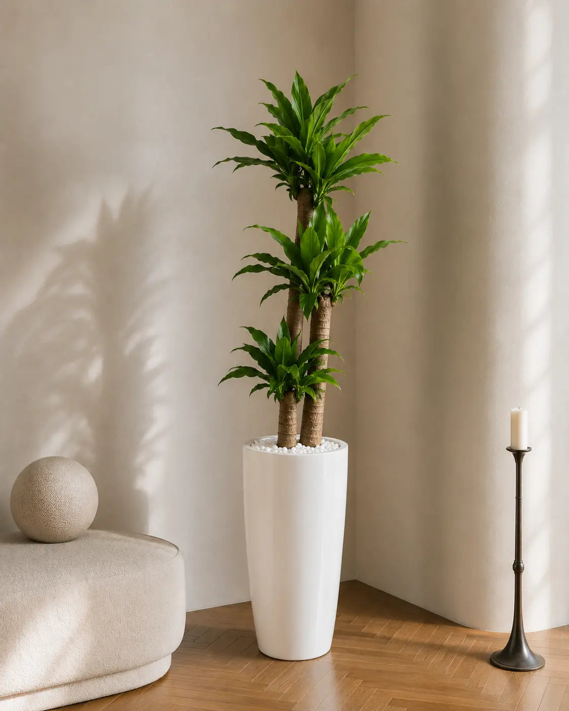 Dracaena massa test