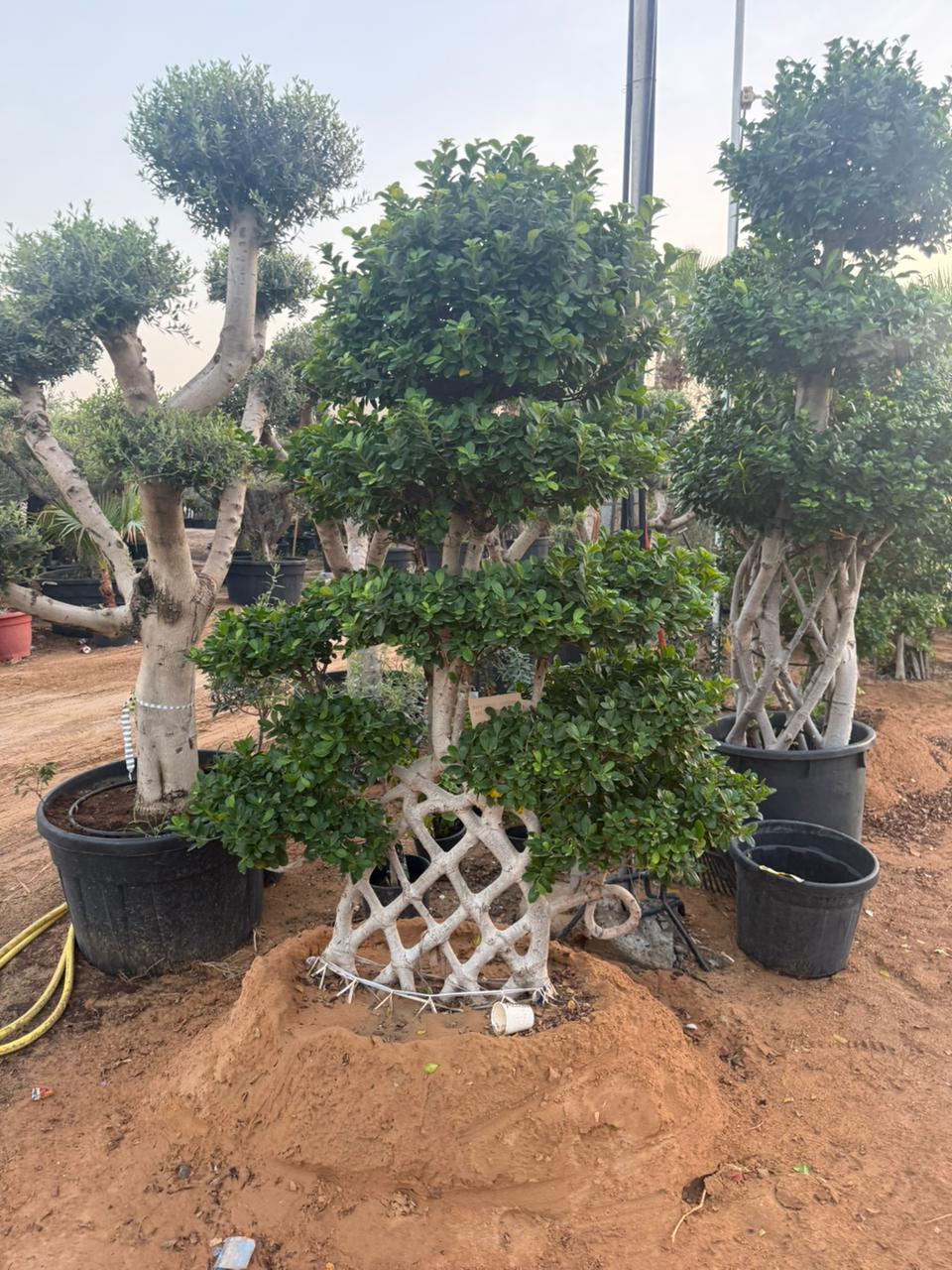 Giant Bonsai - Cage Trunk