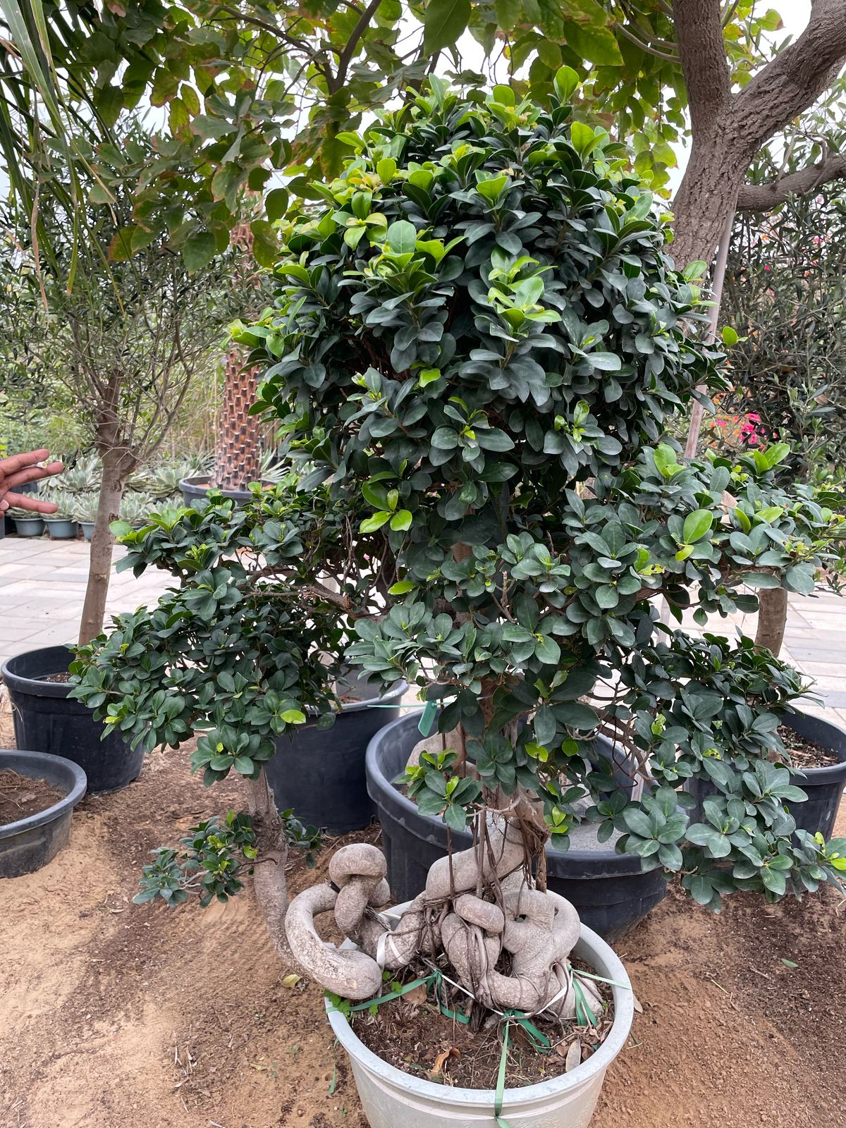 Bonsai - Free Shape