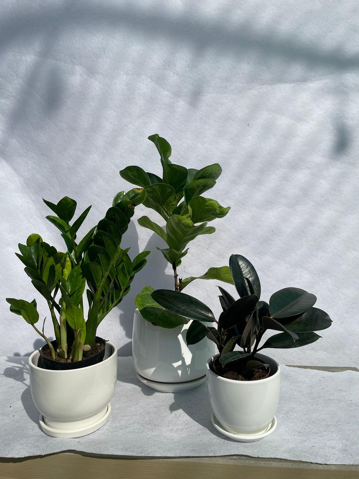 Easy Care - Air Purifiers  - Bundle of 3