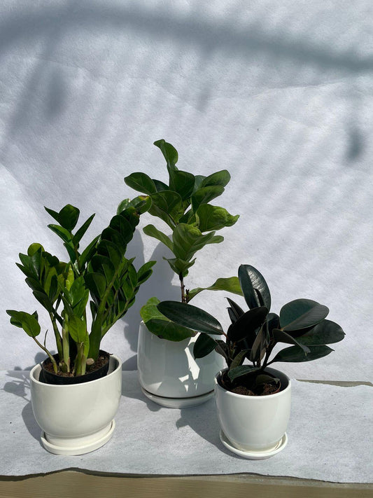 Easy Care - Air Purifiers  - Bundle of 3