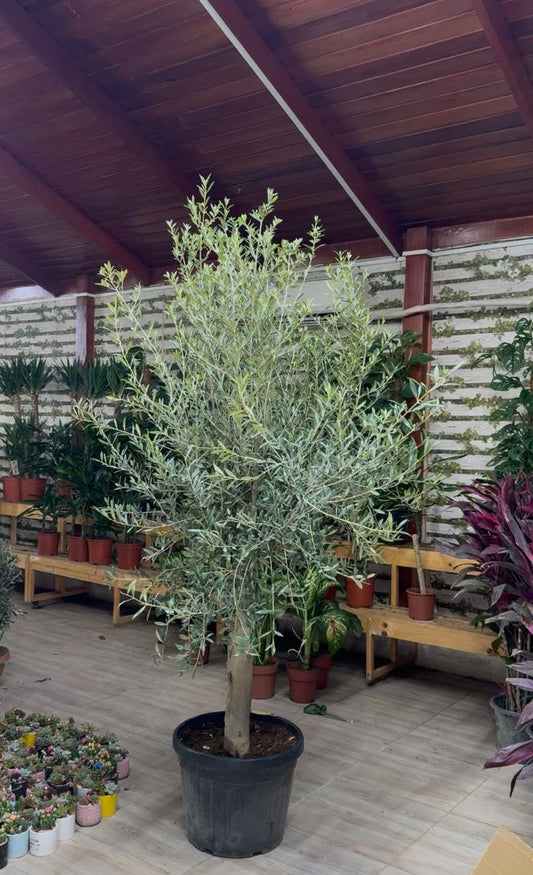 Bushy Olive Tree - Promotion