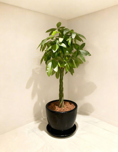Large Twisted Pachira