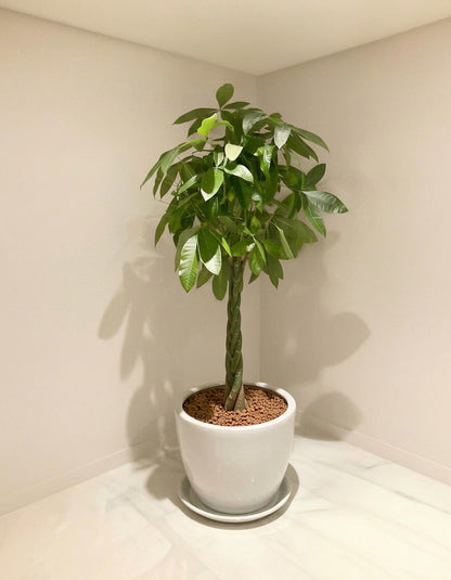 Large Twisted Pachira