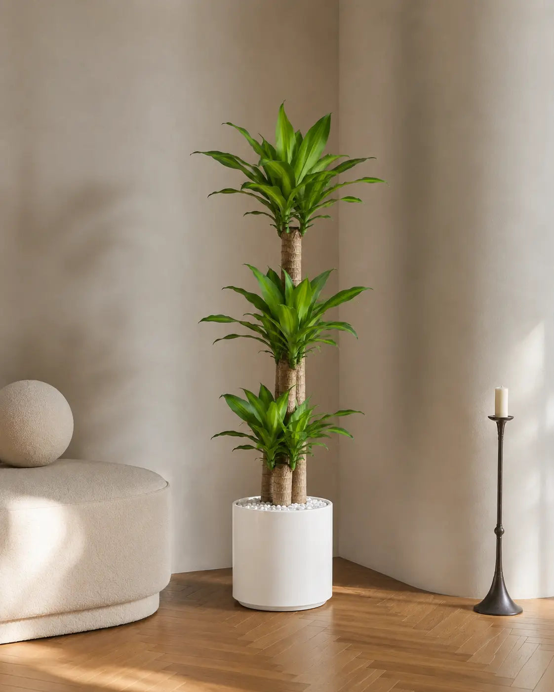 Dracaena massa test