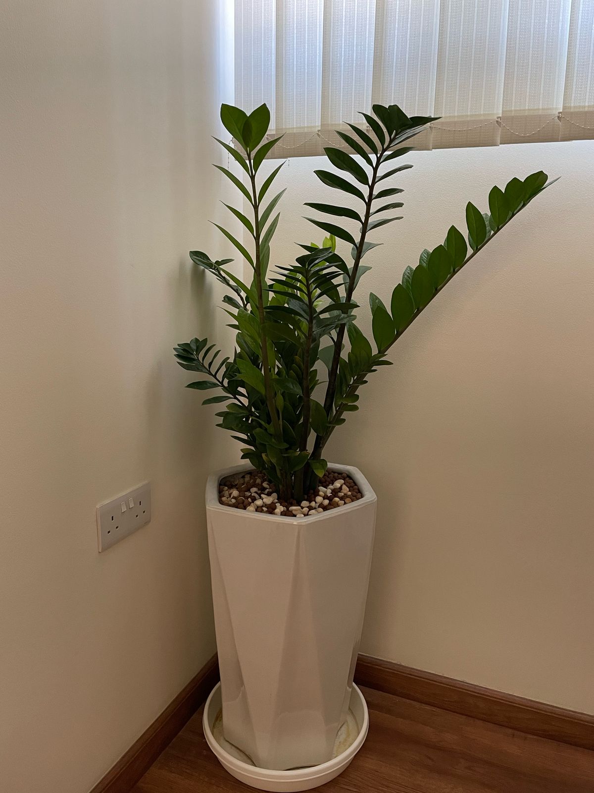 ZZ - Zamia Indoor