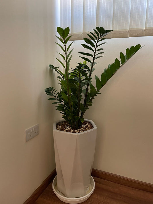 ZZ - Zamia Indoor