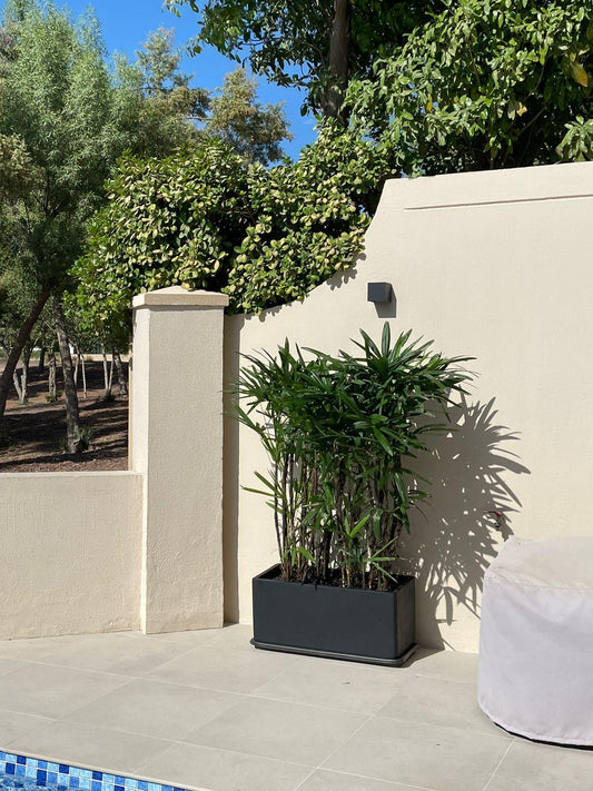 Lady Palm - Fiber Matte Planter