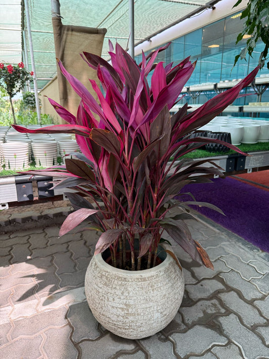 Rumba - Fiber Pot