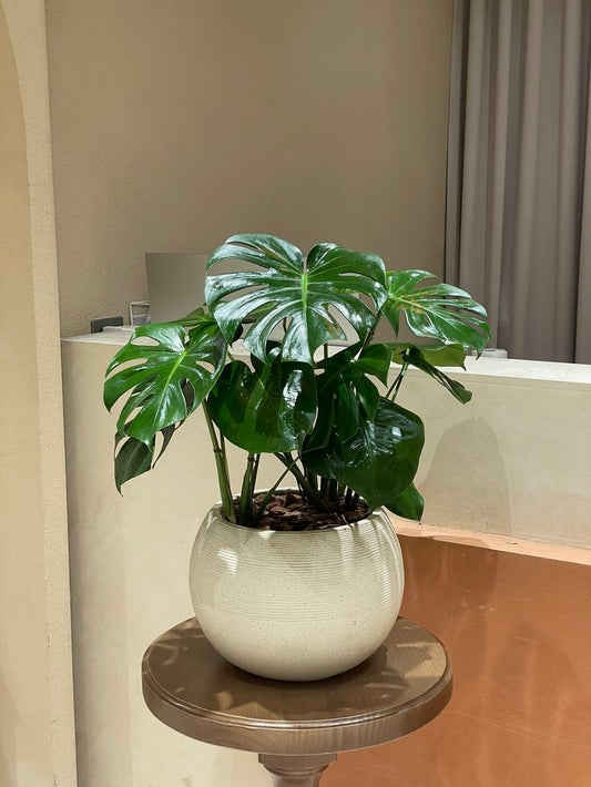 Monstera - Fiber Round Pot - Low to Zero Maintenance