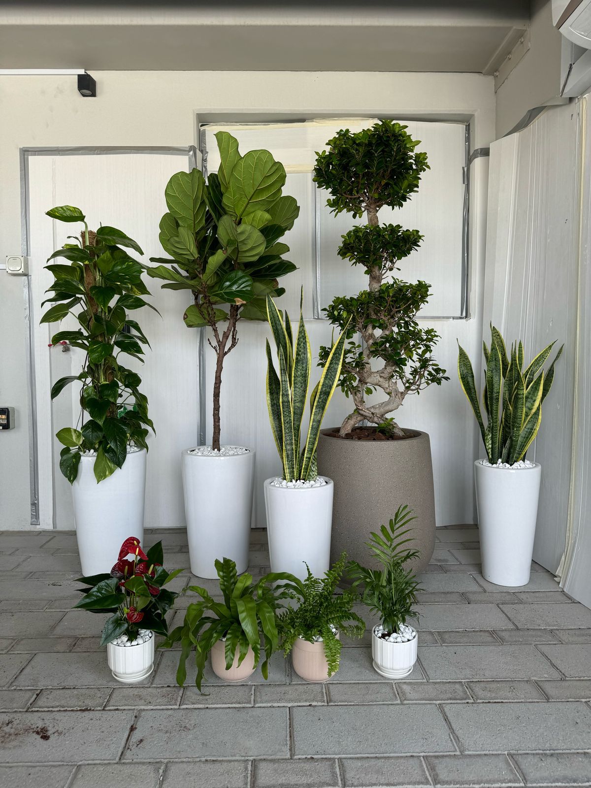 Unkillable Greenery - Bundle of 9 Plants