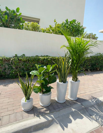 4 Air Purifier Set - Best Seller!