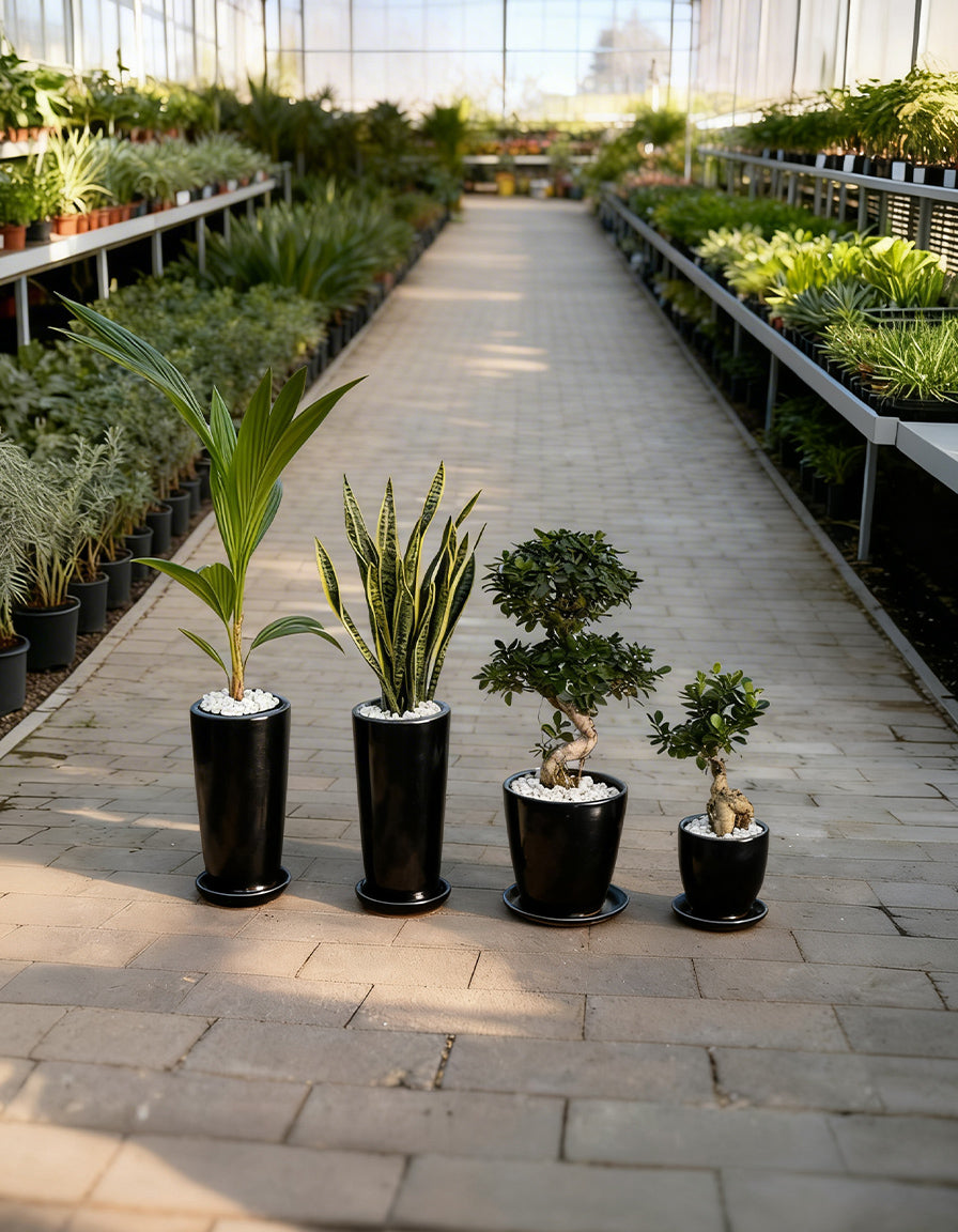 4 Outdoor & Indoors Bundle! - Best Seller!