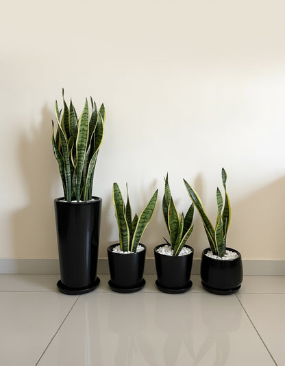 4 Snake Plants Bundle