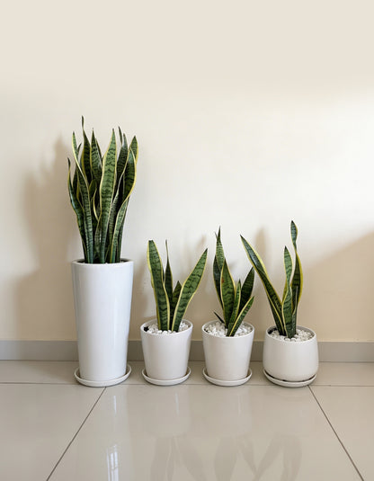 4 Snake Plants Bundle
