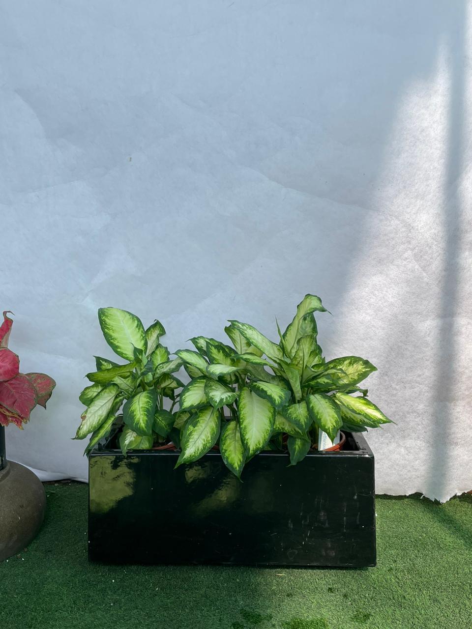Dieffenbachia - Fiber Planter Arrangement