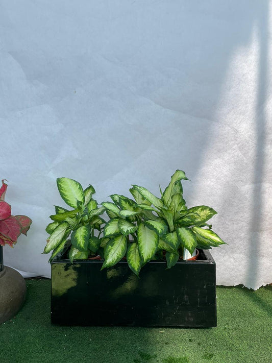 Dieffenbachia - Fiber Planter Arrangement