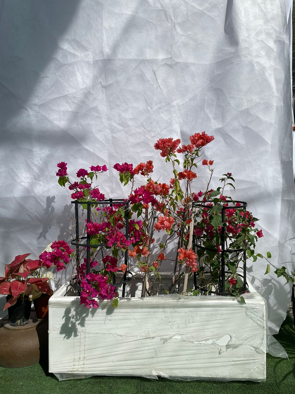Bougainvillea - Fiber Planter Arrangement