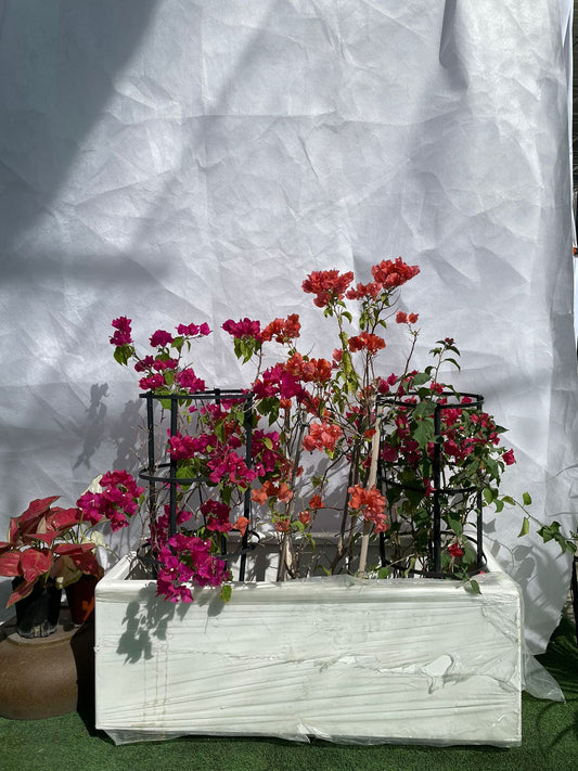 Bougainvillea - Fiber Planter Arrangement
