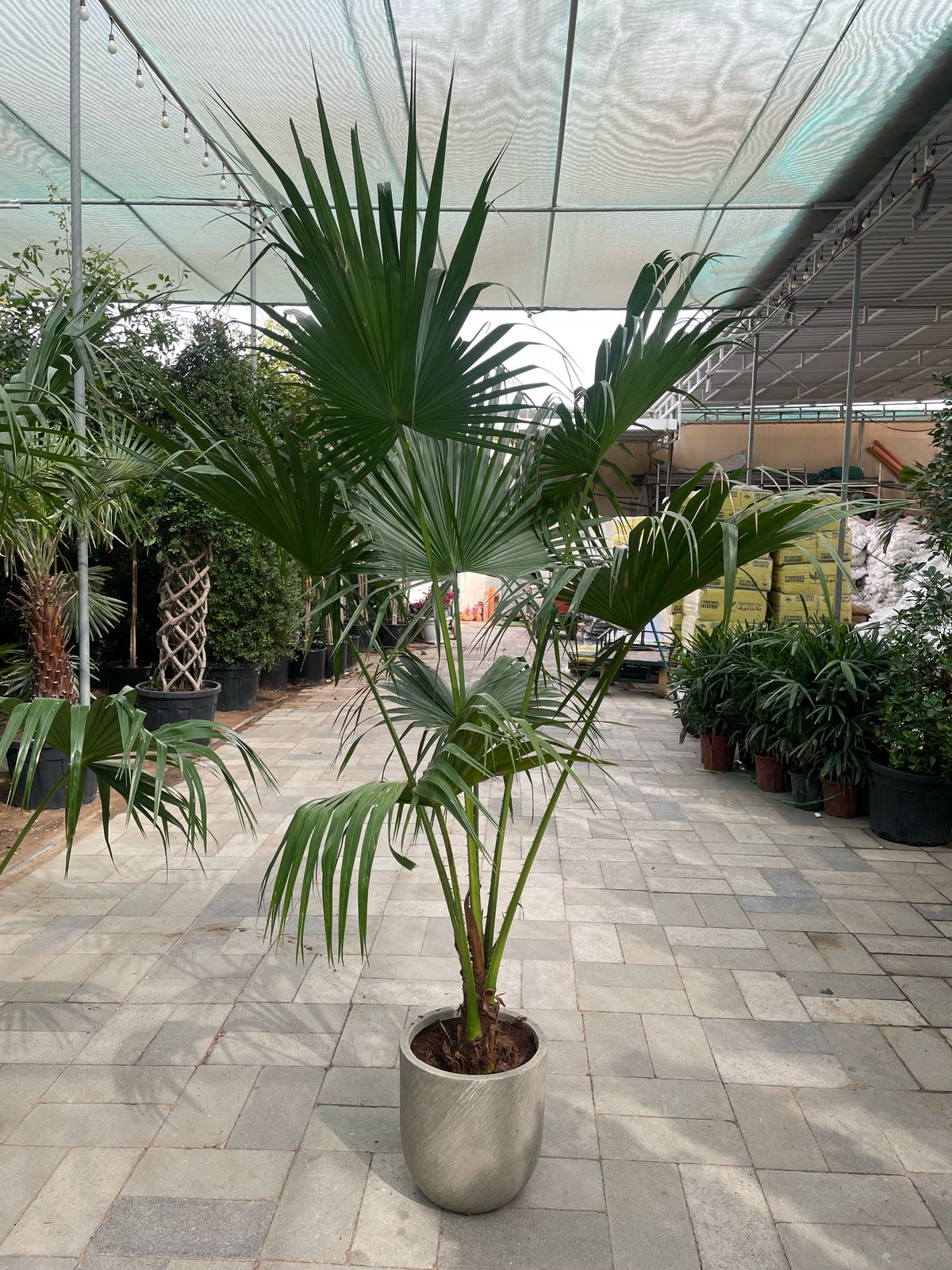 Giant Livistonia Palm
