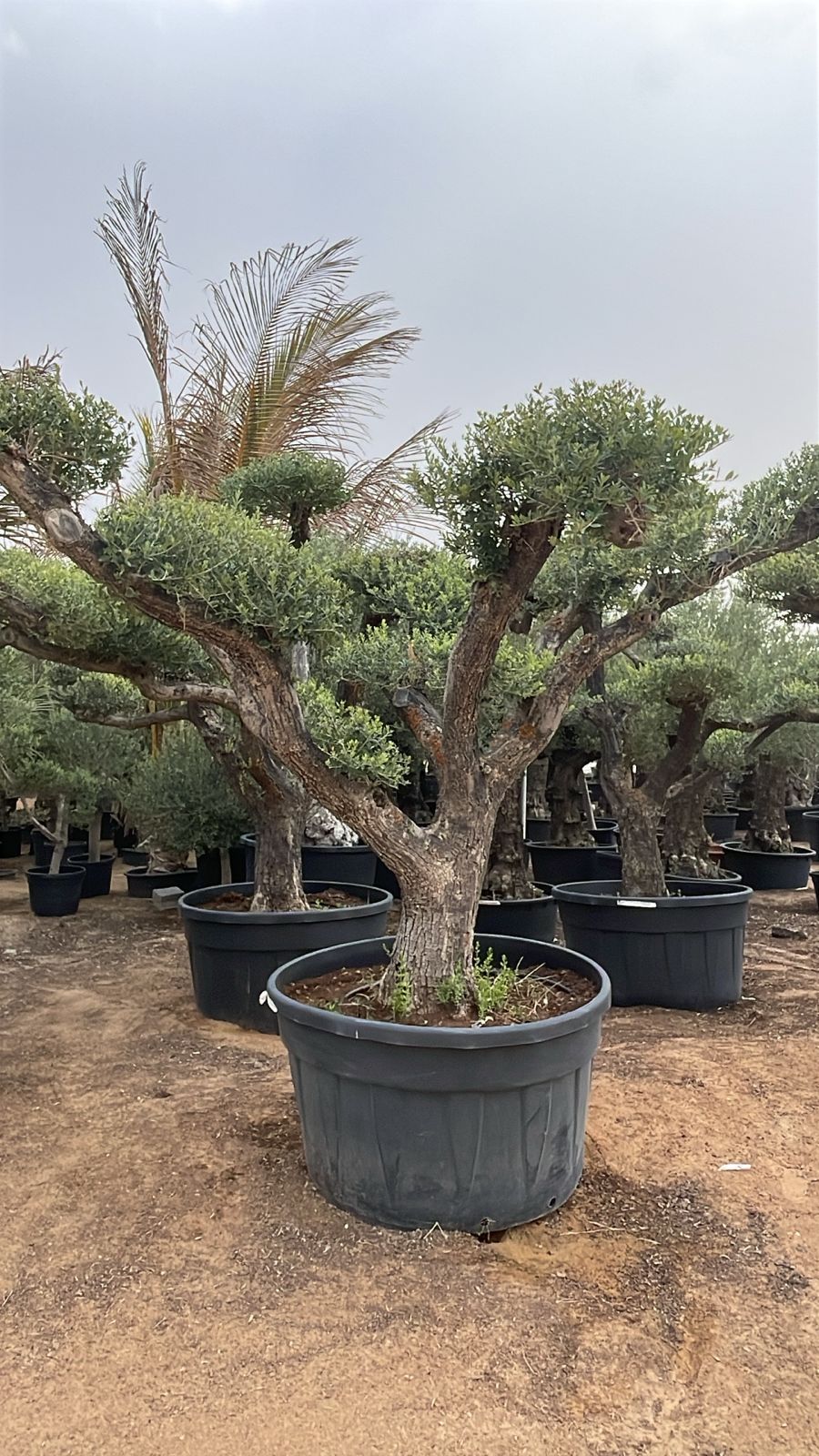 Giant Olive Tree - Multi Head - 2.1-2.3M