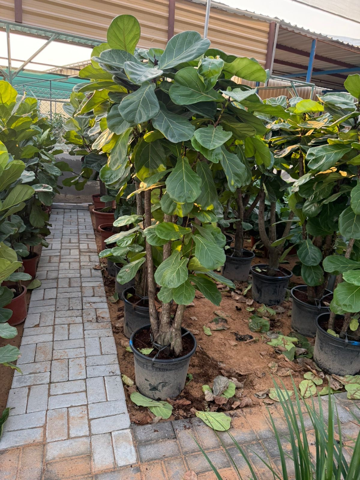 Fiddle Leaf Fig Tree
