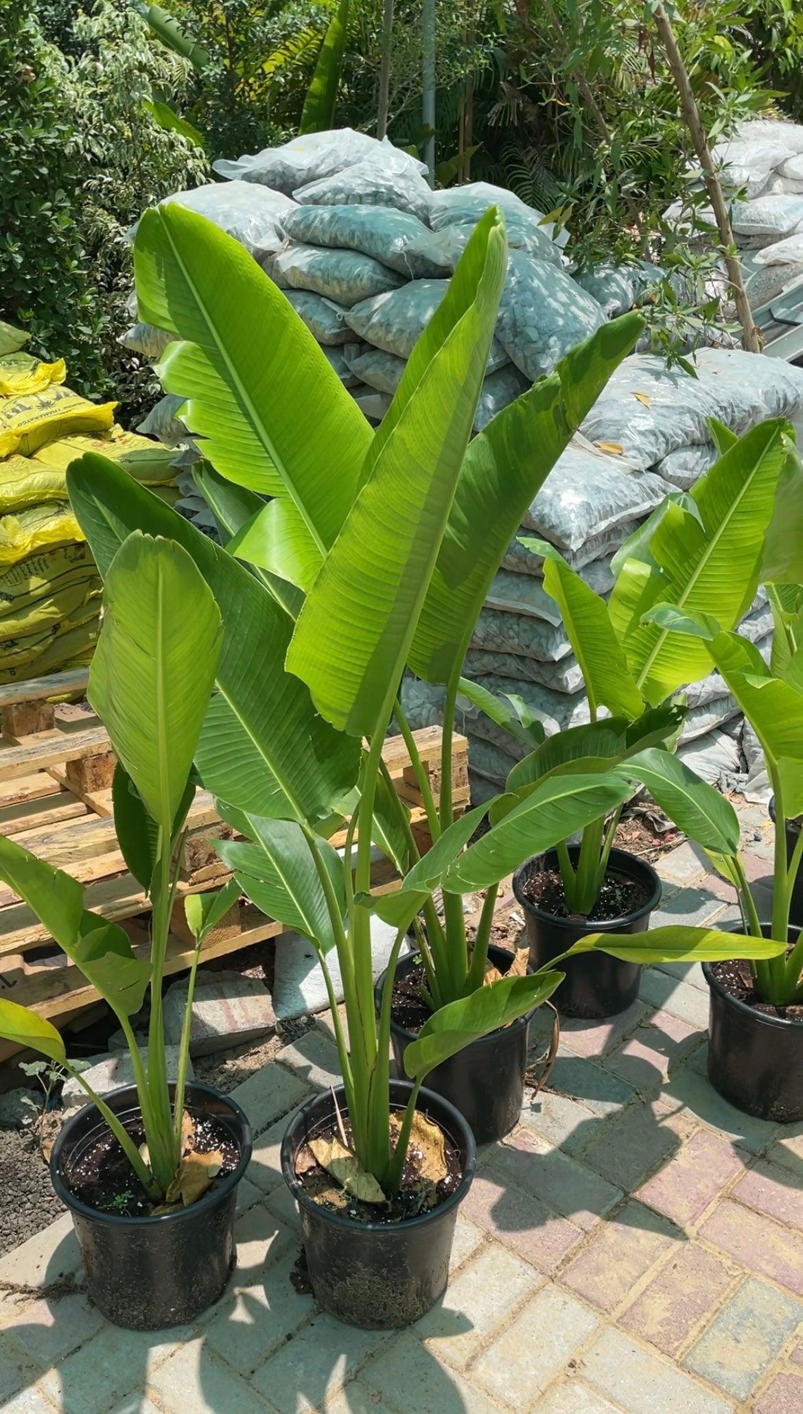 Travelers Palm 90 - 120 CM PROMOTION