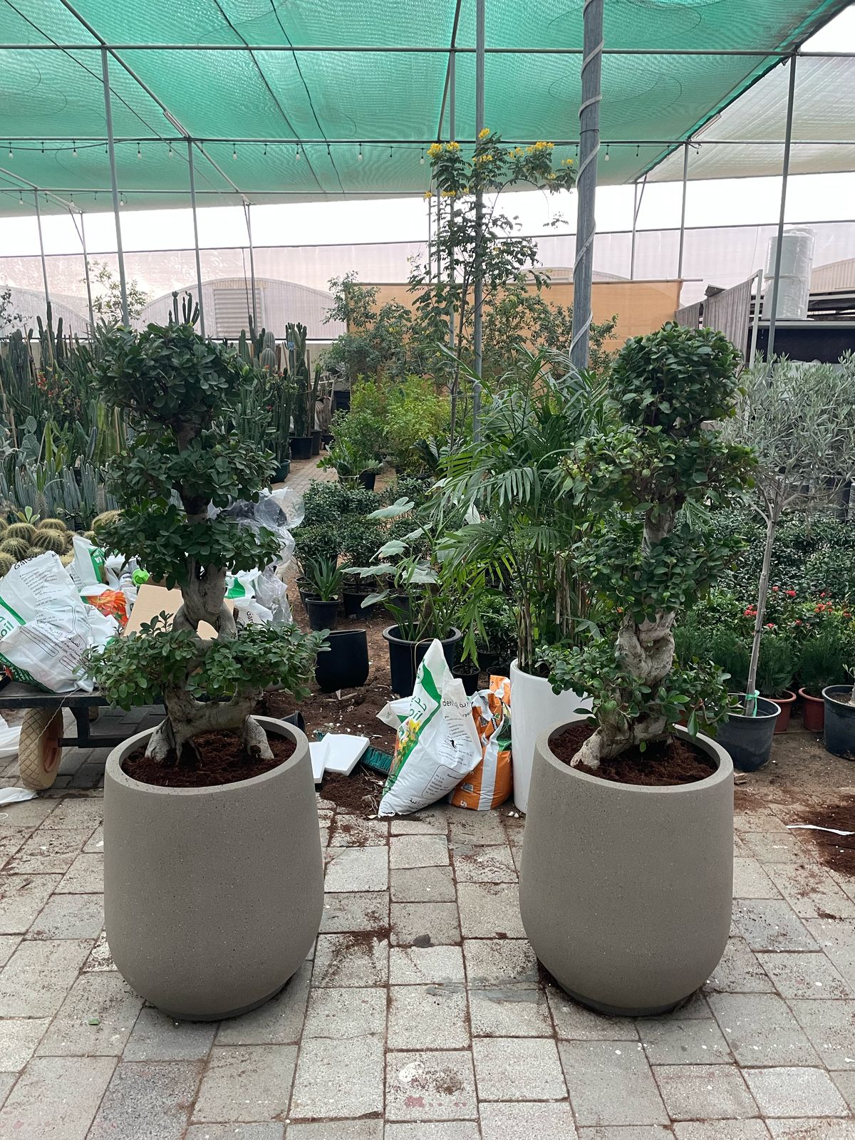 Double 8 Shape Bonsai