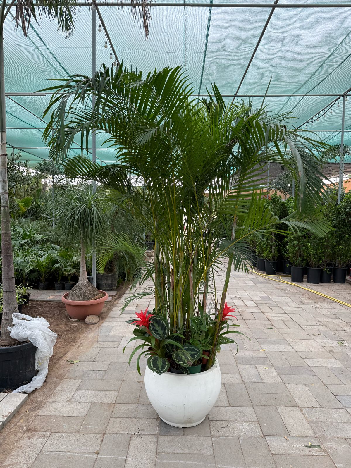 Giant Areca Palm Arrangement - Fiber Pot