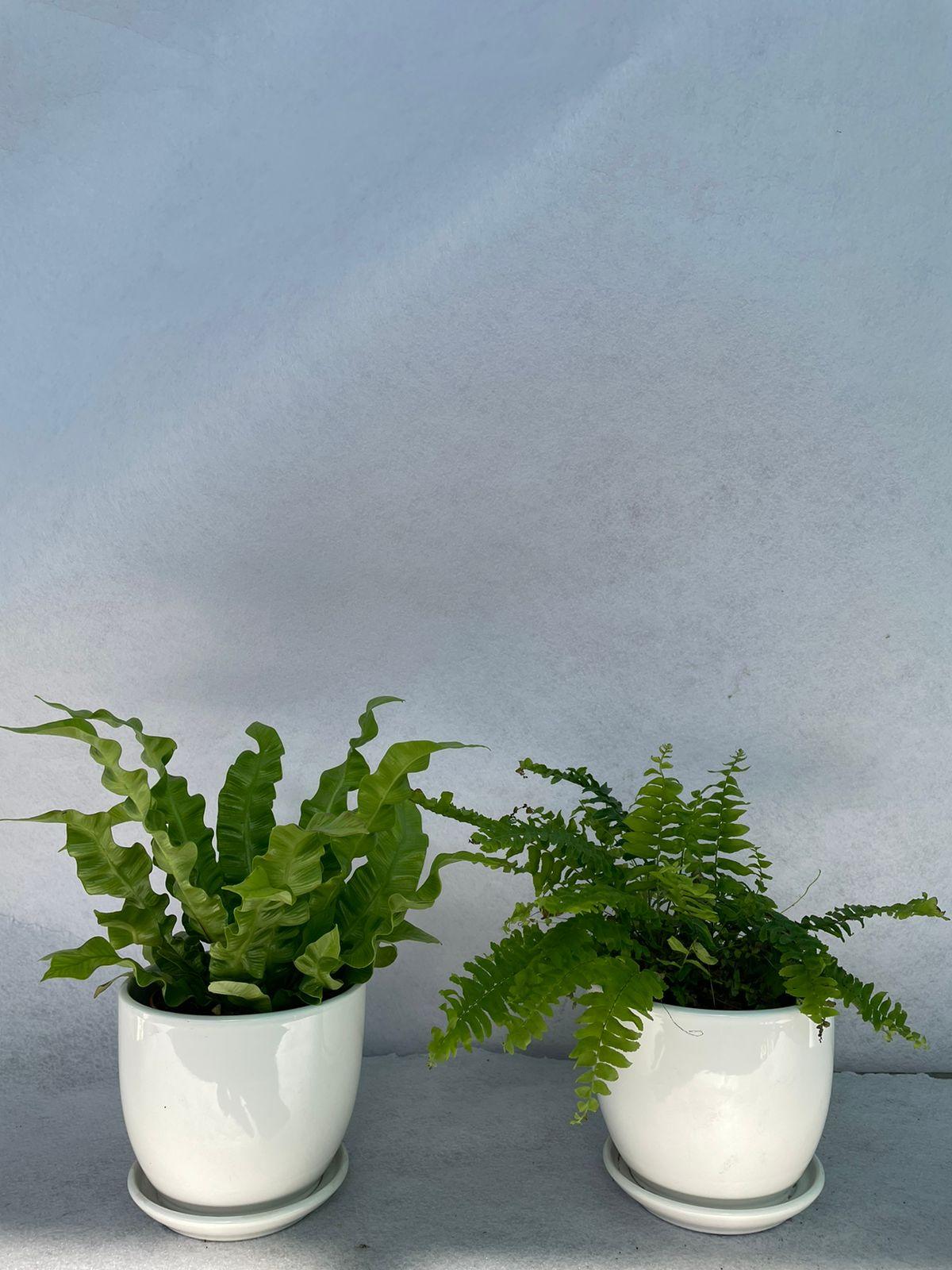 Ferns Bundle of Two - Ceramic Pot