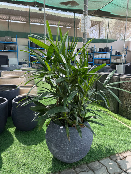 Lady Palm - Fiber Pot