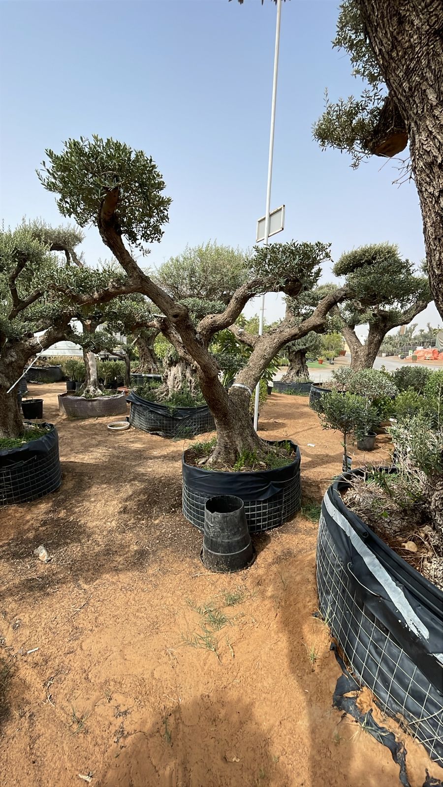 Giant Olive Tree - Multi Head - Large Foliage