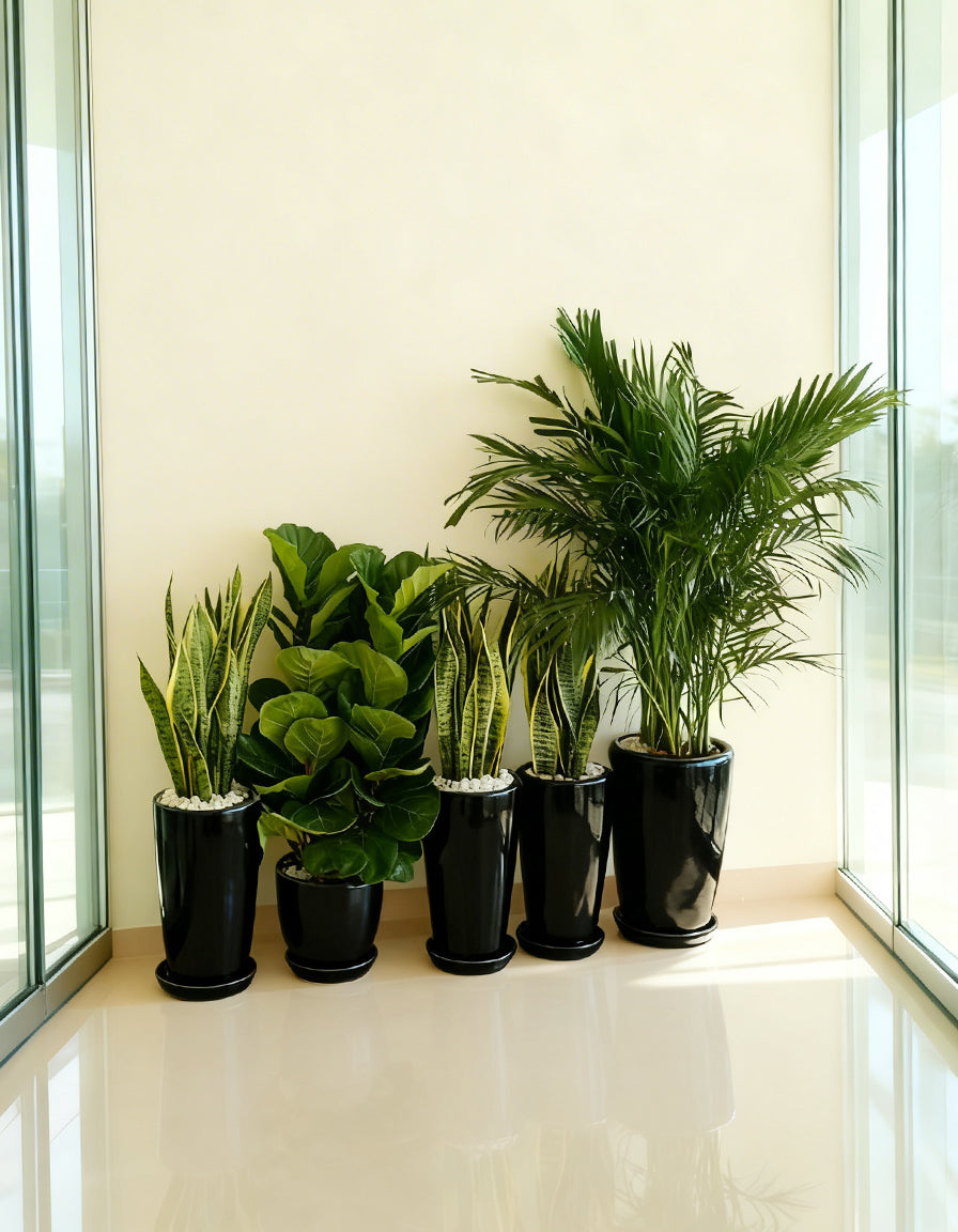 5 Air Purifier Bundle - Ceramic Pots